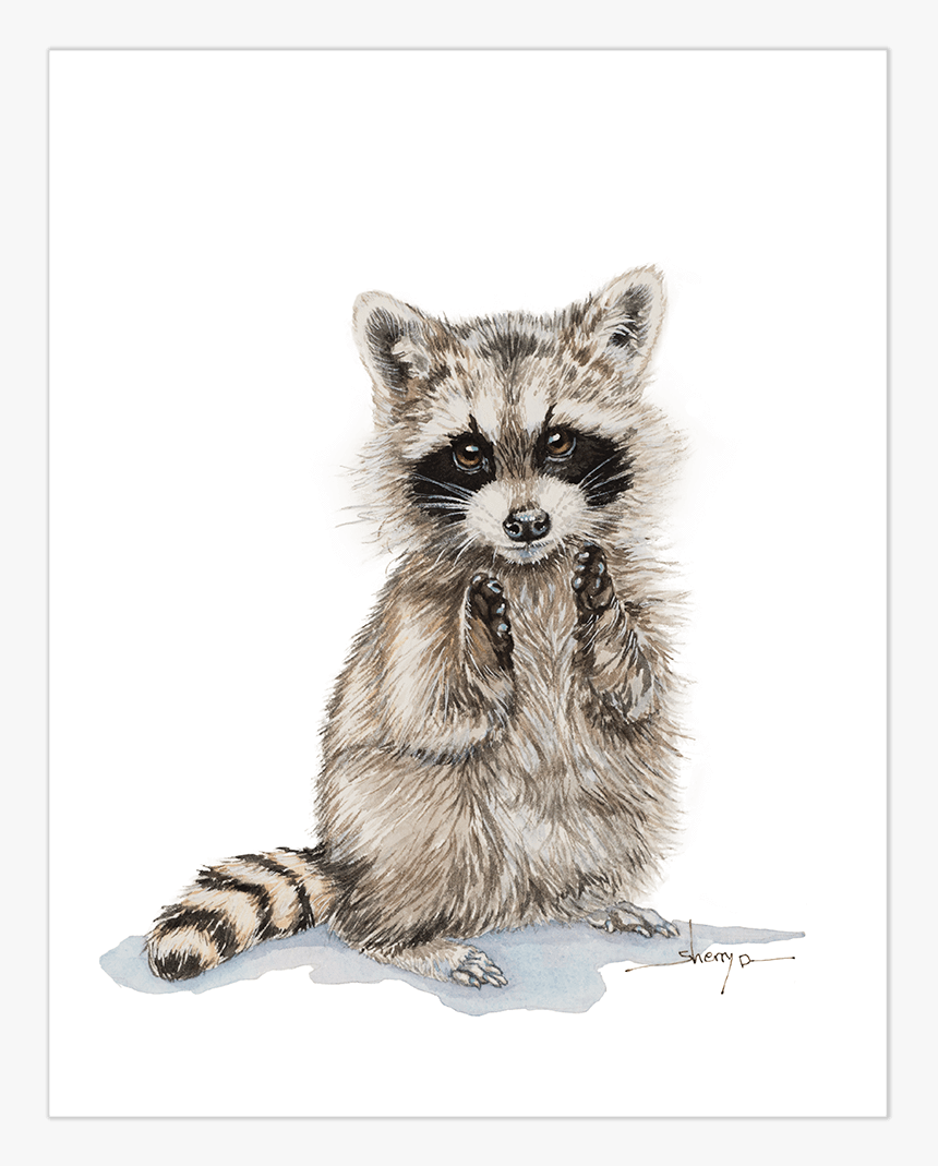 Clip Art Picture Of A Raccoon - Raccoon Drawing Baby, HD Png Download, Free Download