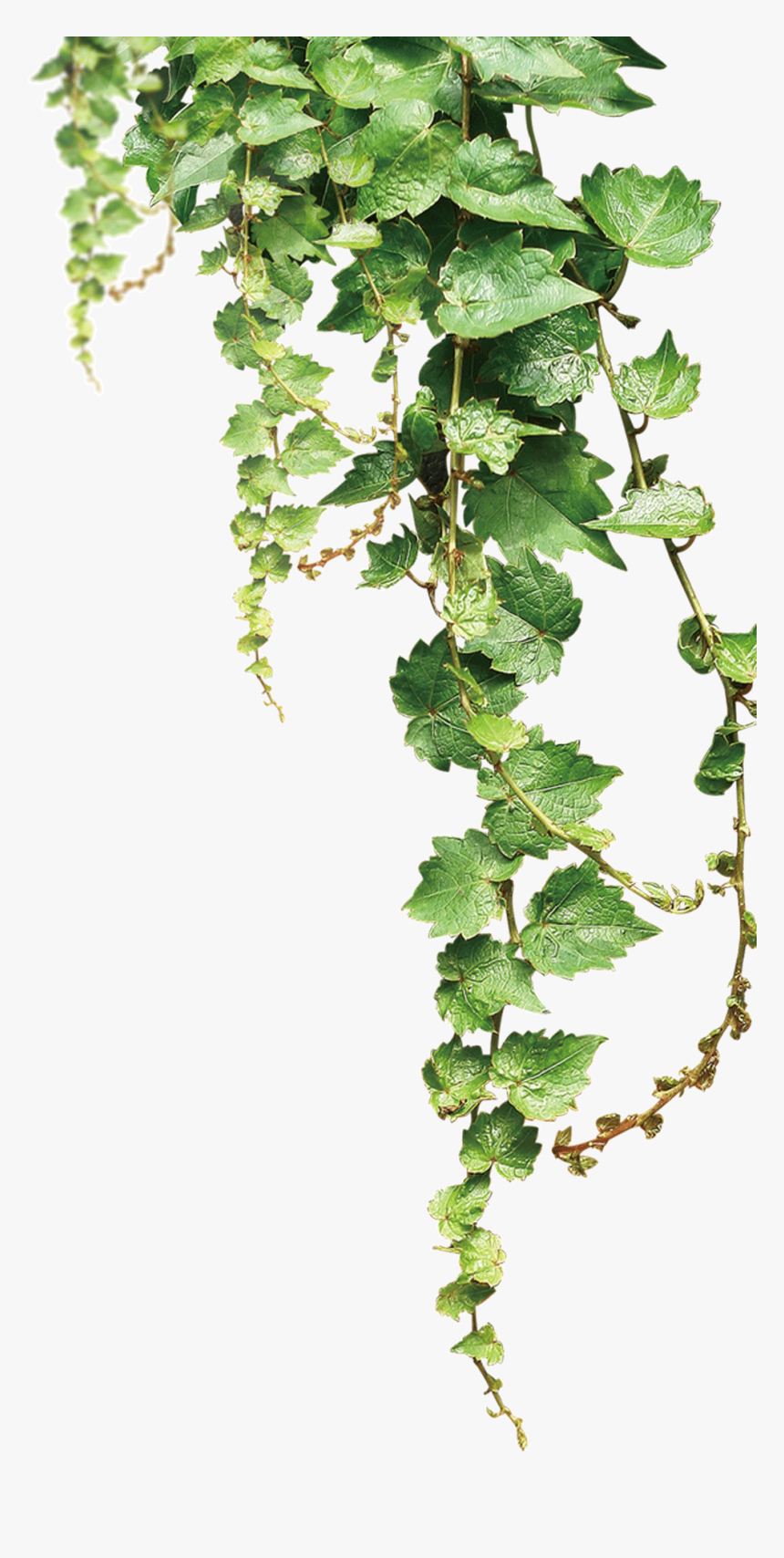 Te No Shelf Vines Illustration Ha Stock Clipart - Grape Vine Png, Transparent Png, Free Download