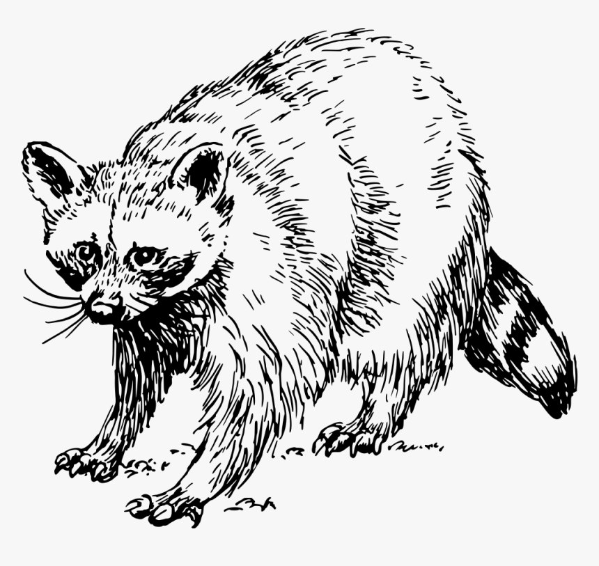 Transparent Raccoon Png - Raccoon Clip Art Black And White, Png Download, Free Download