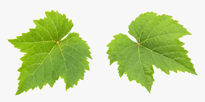 Vitis, HD Png Download, Free Download