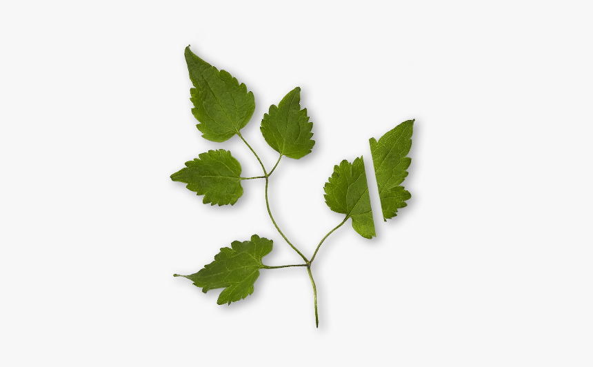 Grape Leaf Png, Transparent Png, Free Download