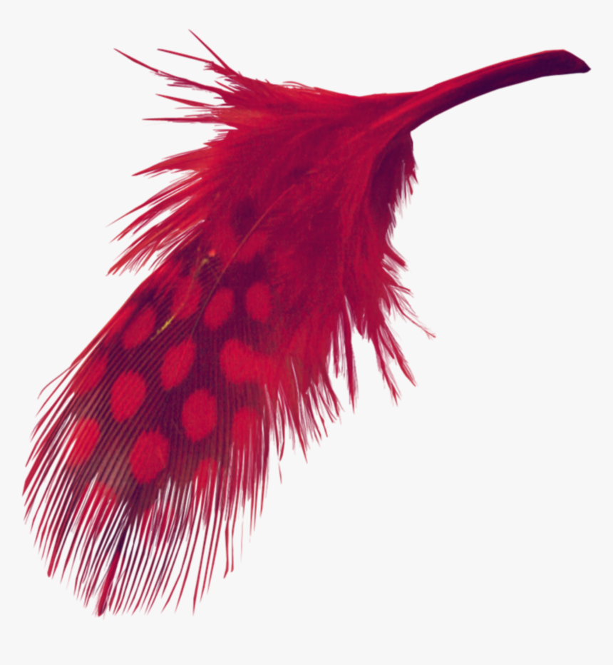 #mq #red #feather #feathers - Transparent Background Red Feather Png, Png Download, Free Download