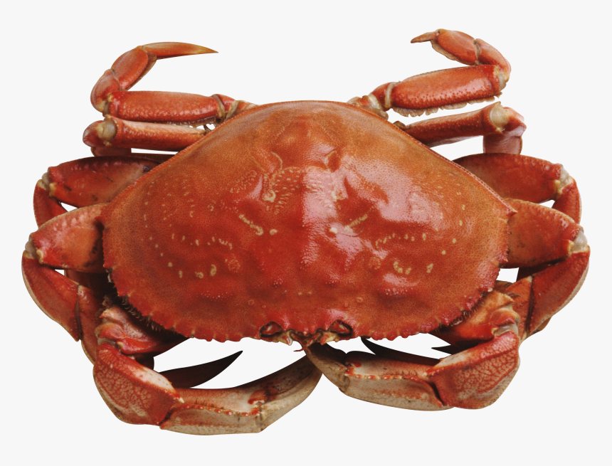 Red Crab Standing Png Image - Red Crab Png, Transparent Png, Free Download