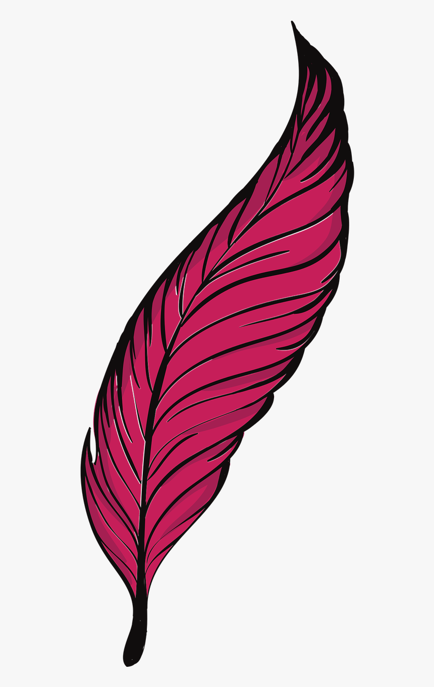 Bird Quill Clip Art - Sketsa Gambar Bulu Burung, HD Png Download, Free Download