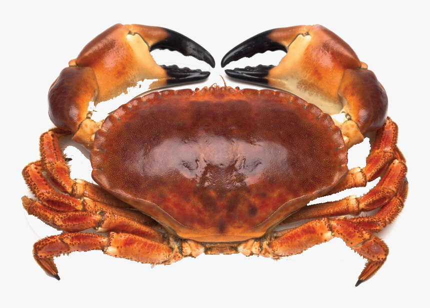 Crab Png Free Image Download - Download Crab, Transparent Png, Free Download