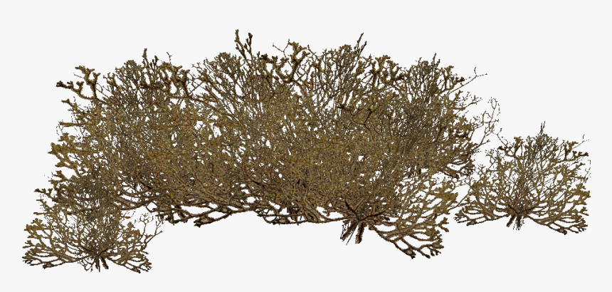 Transparent Sea Plant Png - Brown Algae Png, Png Download, Free Download