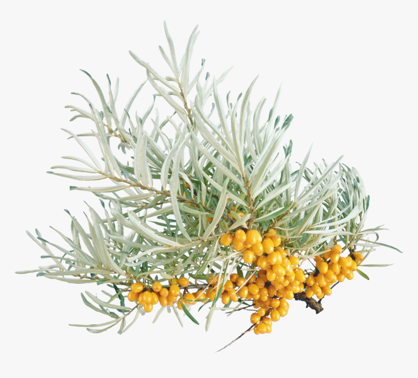 Sea Buckthorn Png Pic - Sea Flowers Png, Transparent Png, Free Download