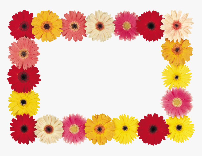 Floral Frame Png - Barberton Daisy, Transparent Png, Free Download