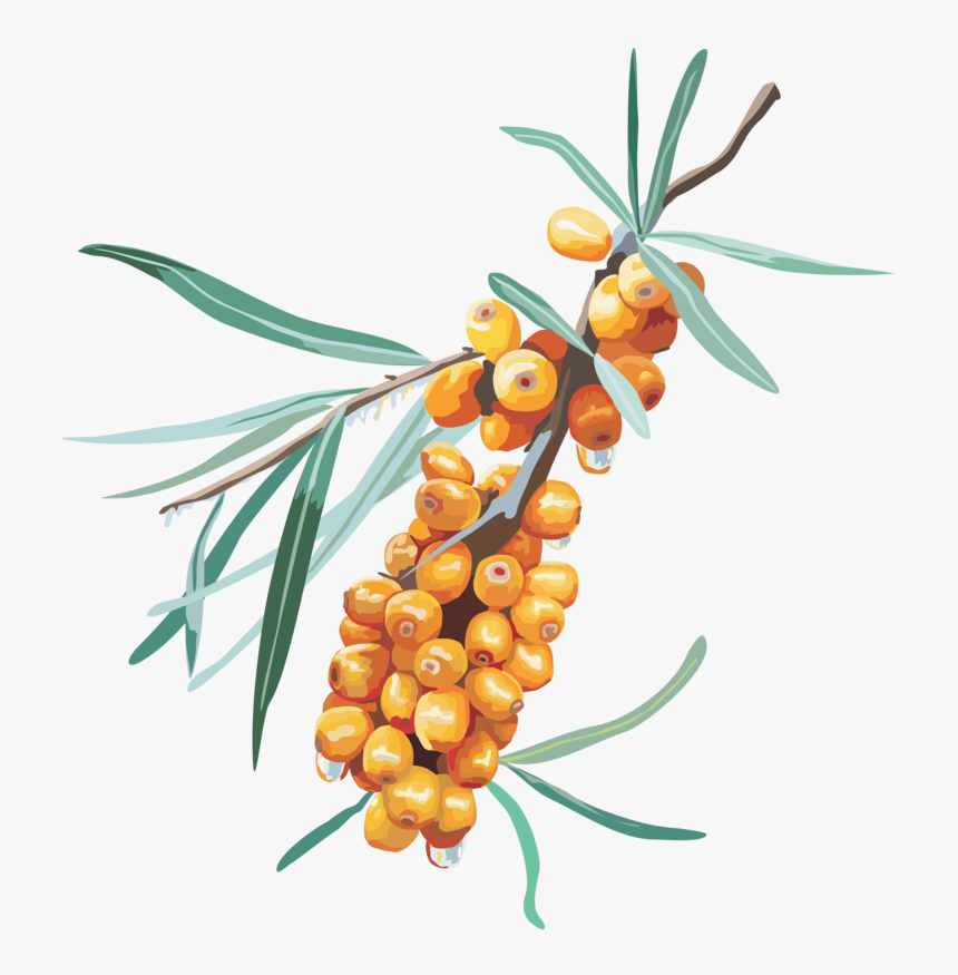 Buckthorn Clipart, HD Png Download, Free Download