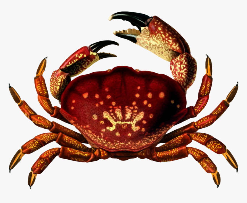 Fiddler Crab Png - Homalaspis Plana, Transparent Png, Free Download