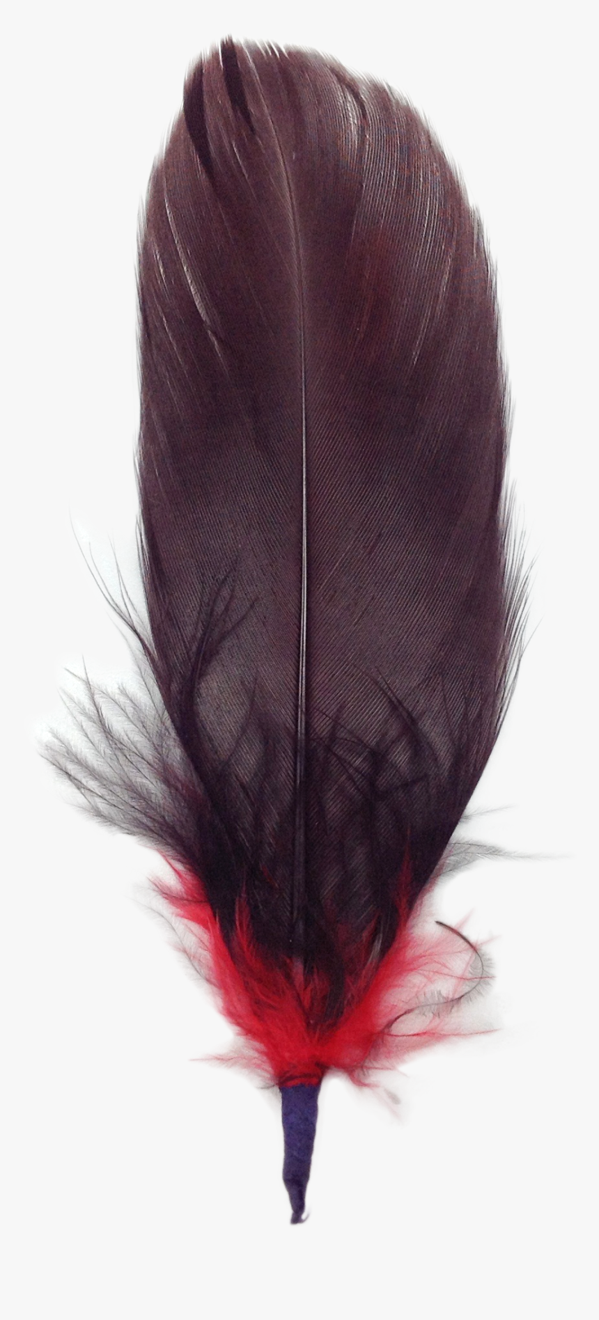 Feather, HD Png Download, Free Download