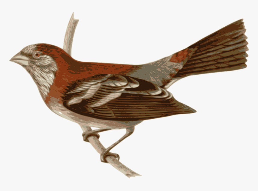 Bird, Feathers, Animal, Brown, Red, Sitting, Twig - Tailorbird Png, Transparent Png, Free Download