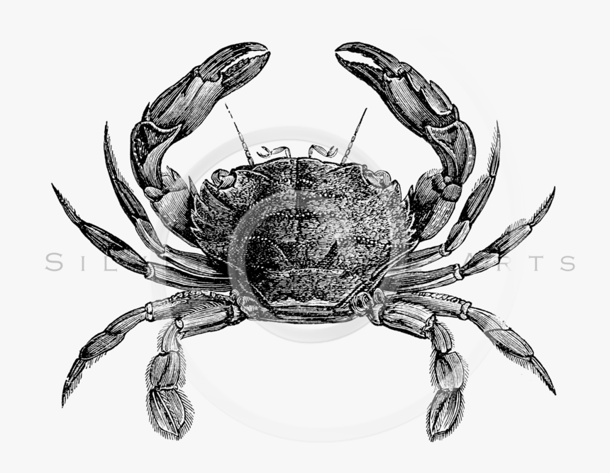 Clip Art Crab Illustration - Animal With External Skeleton, HD Png Download, Free Download