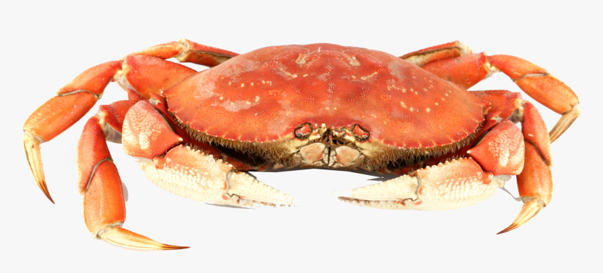 Crab Png Background - Kut De Krab, Transparent Png, Free Download