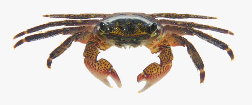 Striped Shore Crab Png, Transparent Png, Free Download