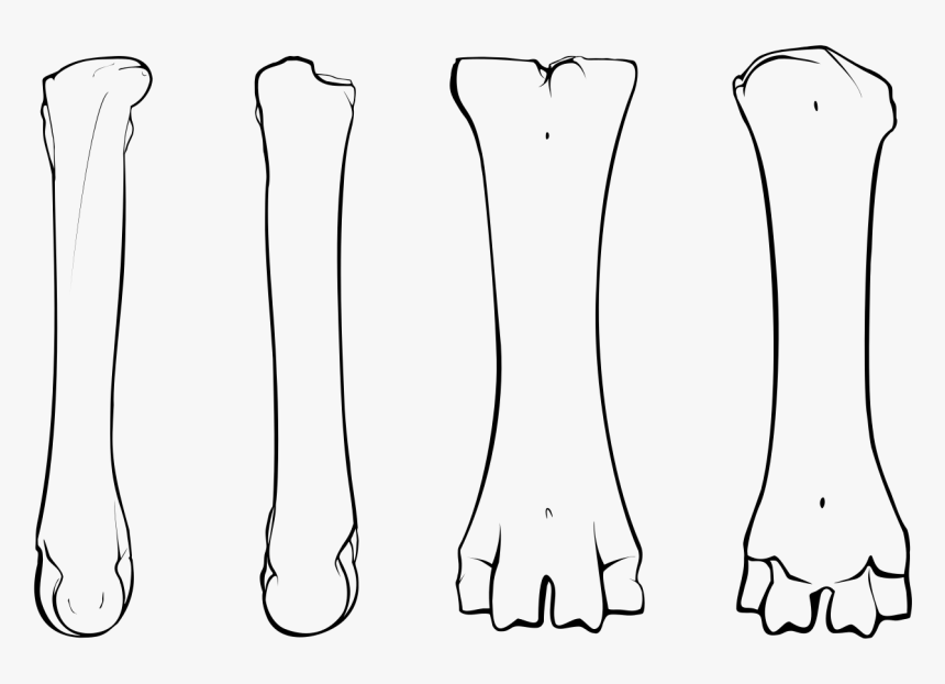 File - Bison Metacarpal - Svg - Drawing - Drawing, HD Png Download, Free Download