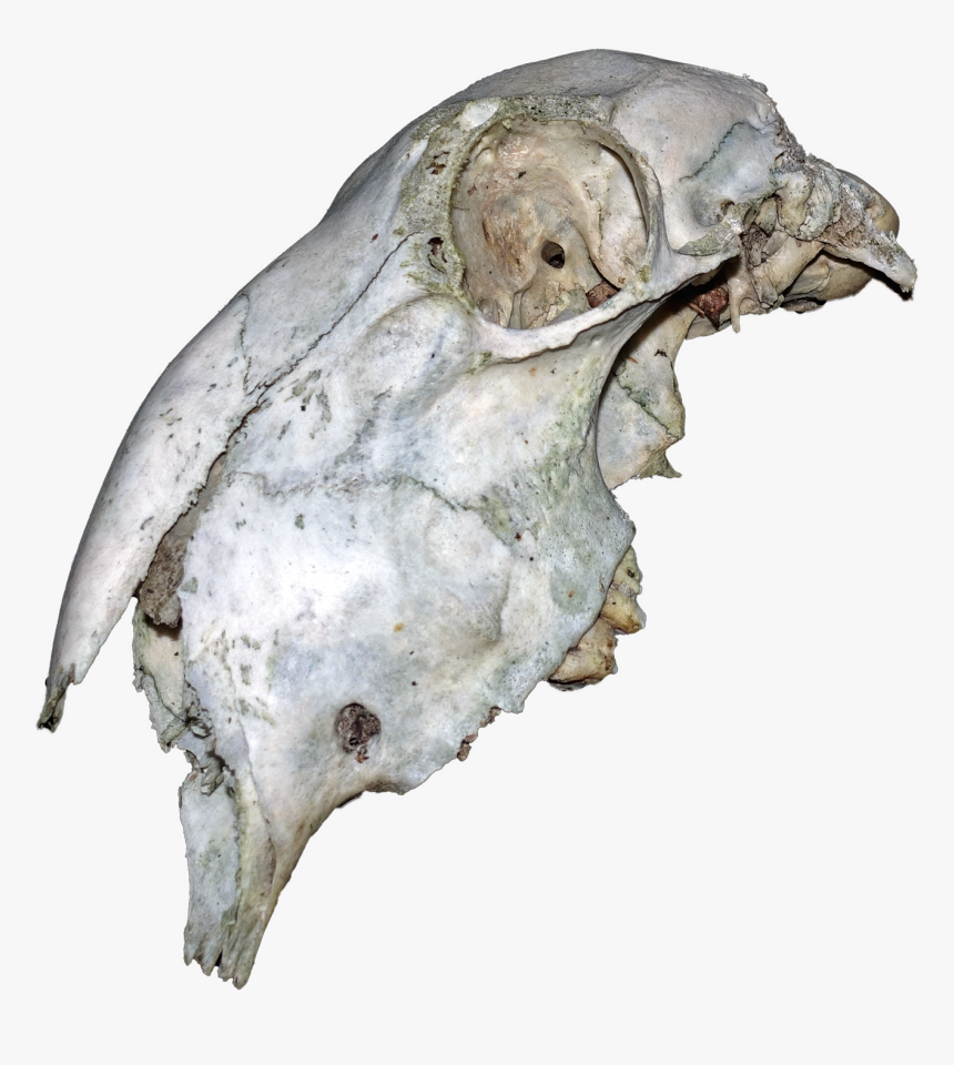 Animal Skull - Topos, HD Png Download, Free Download