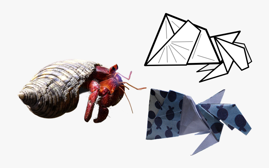 Hermit Crab, HD Png Download, Free Download