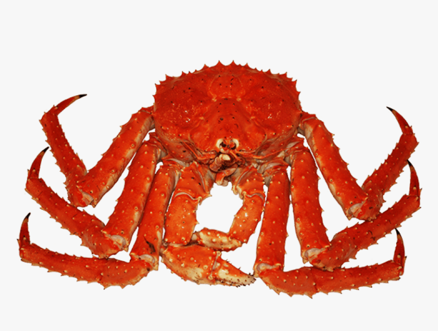 Crab Png Transparent Images - King Crab Png, Png Download, Free Download