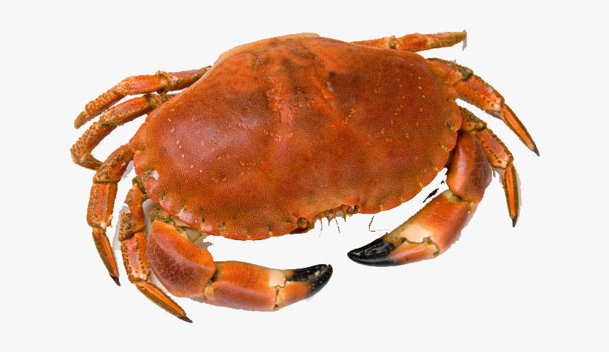 Crab Png Free Download - Whole Crab, Transparent Png, Free Download