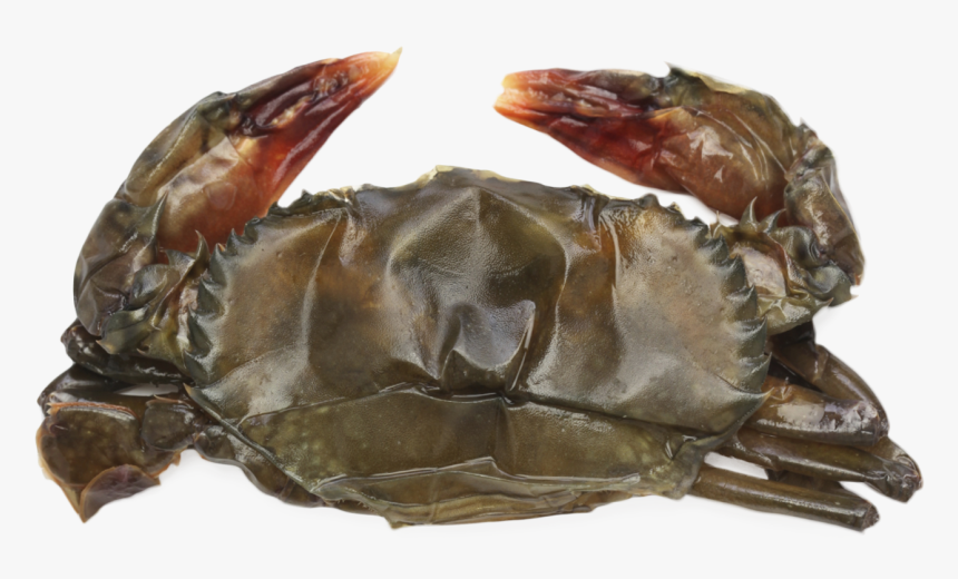 Soft Shell Crab Raw, HD Png Download, Free Download