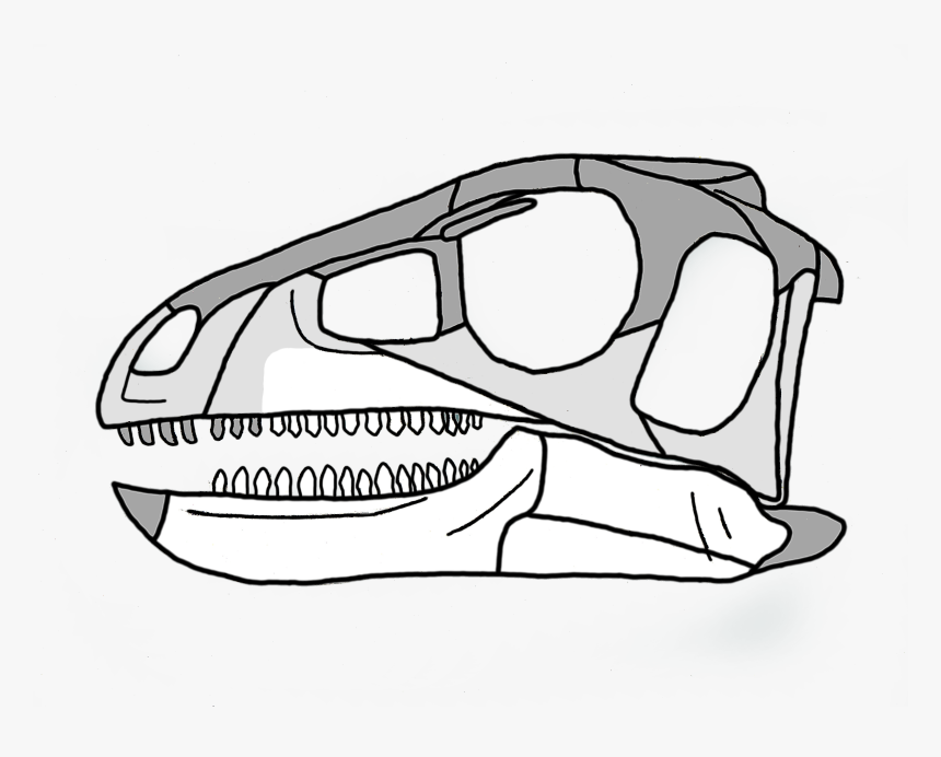 Pisanosaurus Skull, HD Png Download, Free Download