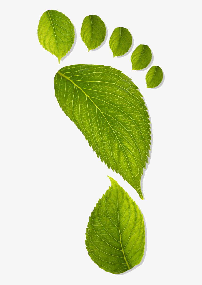 Path Clipart Footprints In Sand - Green Footprint, HD Png Download, Free Download