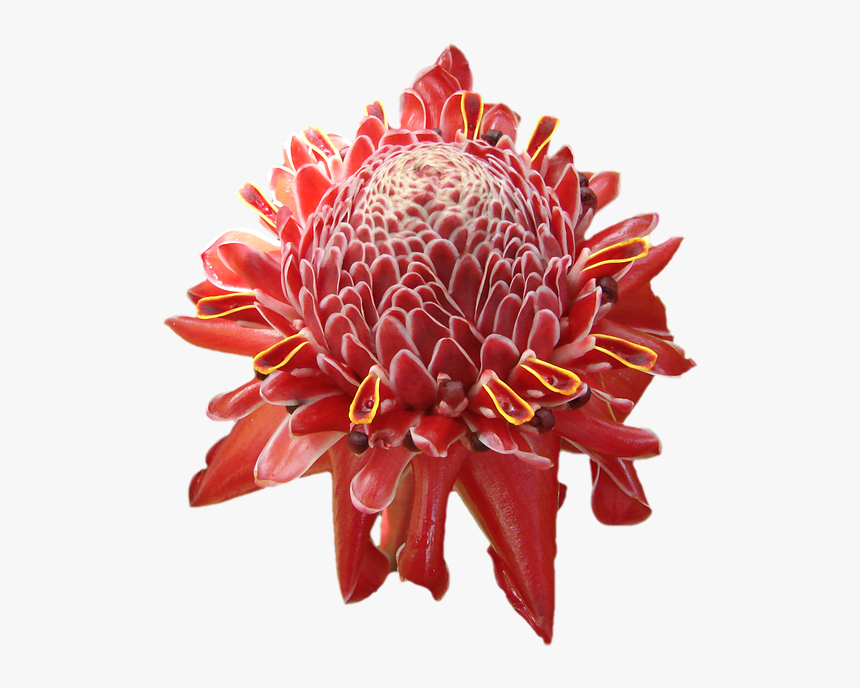 Real Tropical Flowers Png, Transparent Png, Free Download