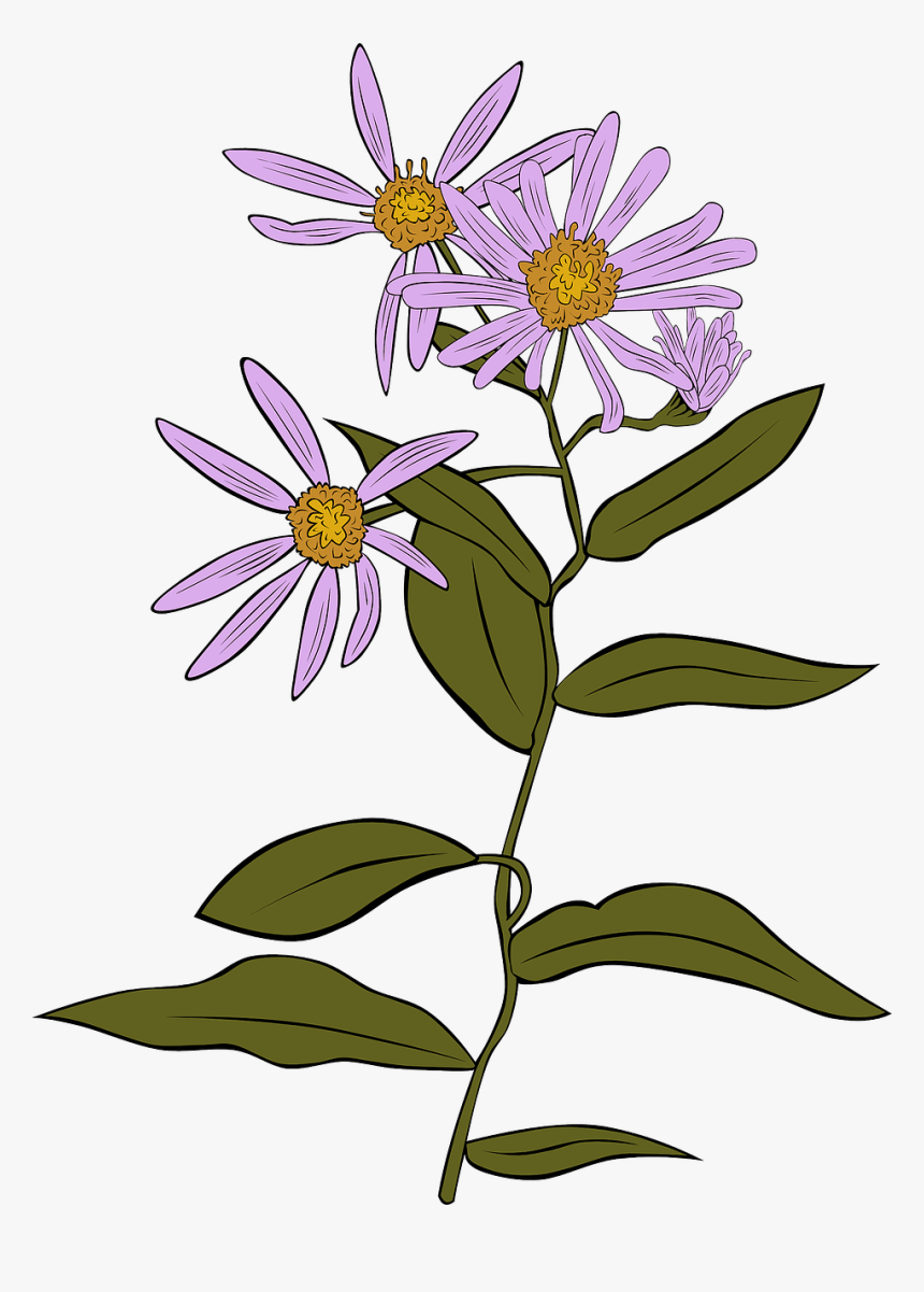 Sea-aster - Plants Assessment Year 3, HD Png Download, Free Download