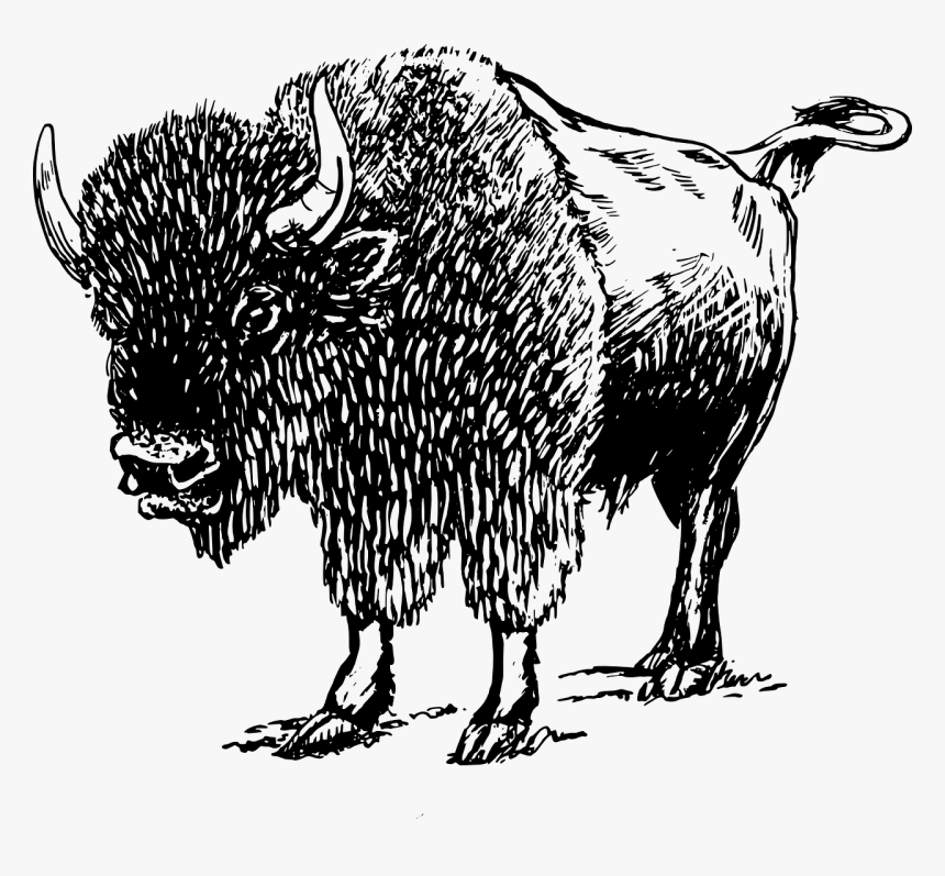 Mascot Vector Bison - Black And White Buffalo, HD Png Download, Free Download
