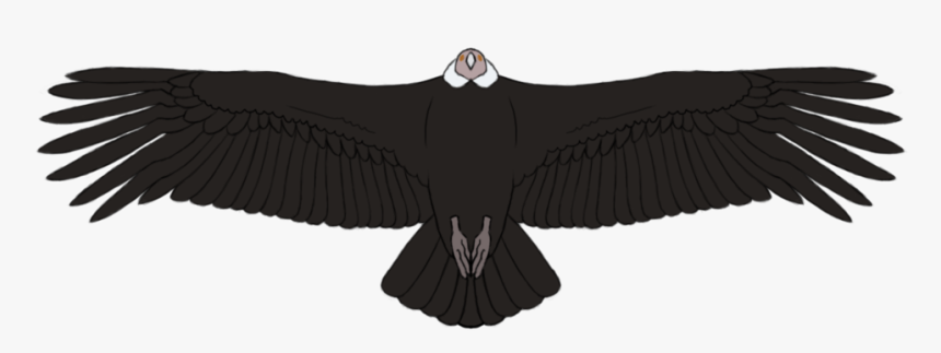 Condor1, HD Png Download, Free Download