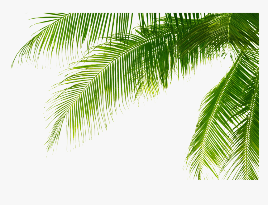 Palm Tree Leaf Png, Transparent Png, Free Download