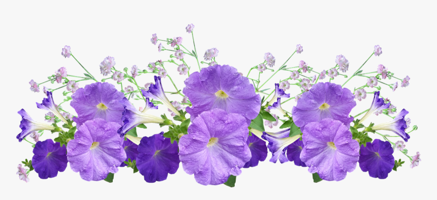 Petunia Png, Transparent Png, Free Download