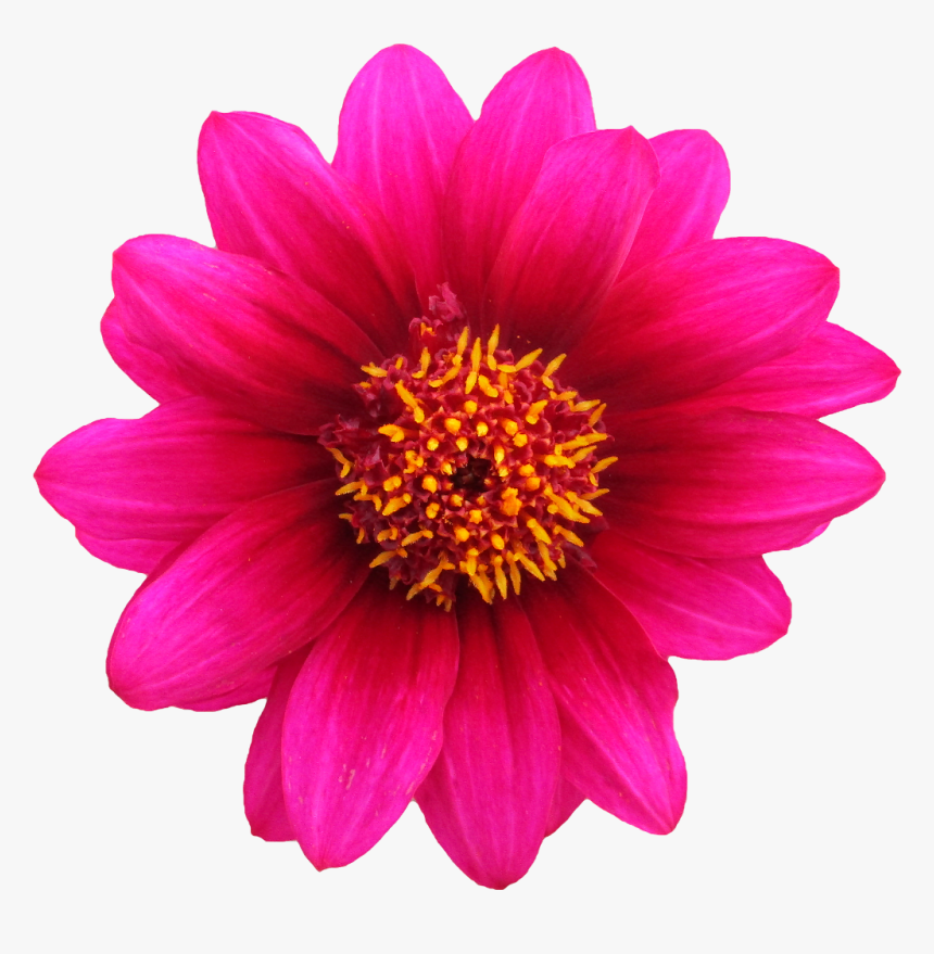 Transparent Imagenes De Flores Png - Transparent Background Real Flower Png, Png Download, Free Download