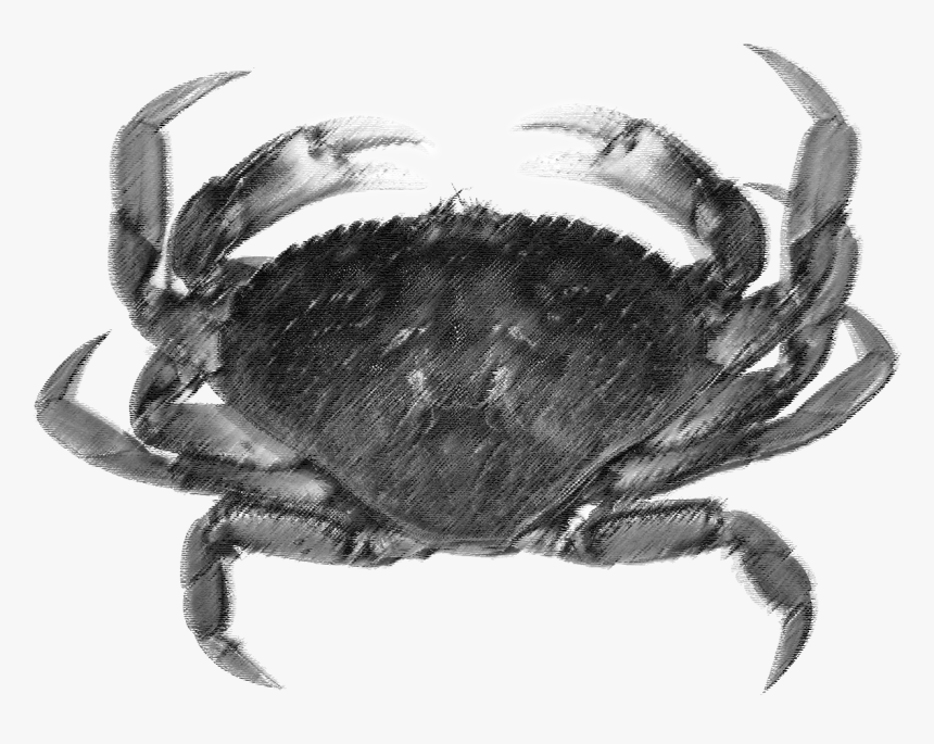 Dungeness Crab, HD Png Download, Free Download