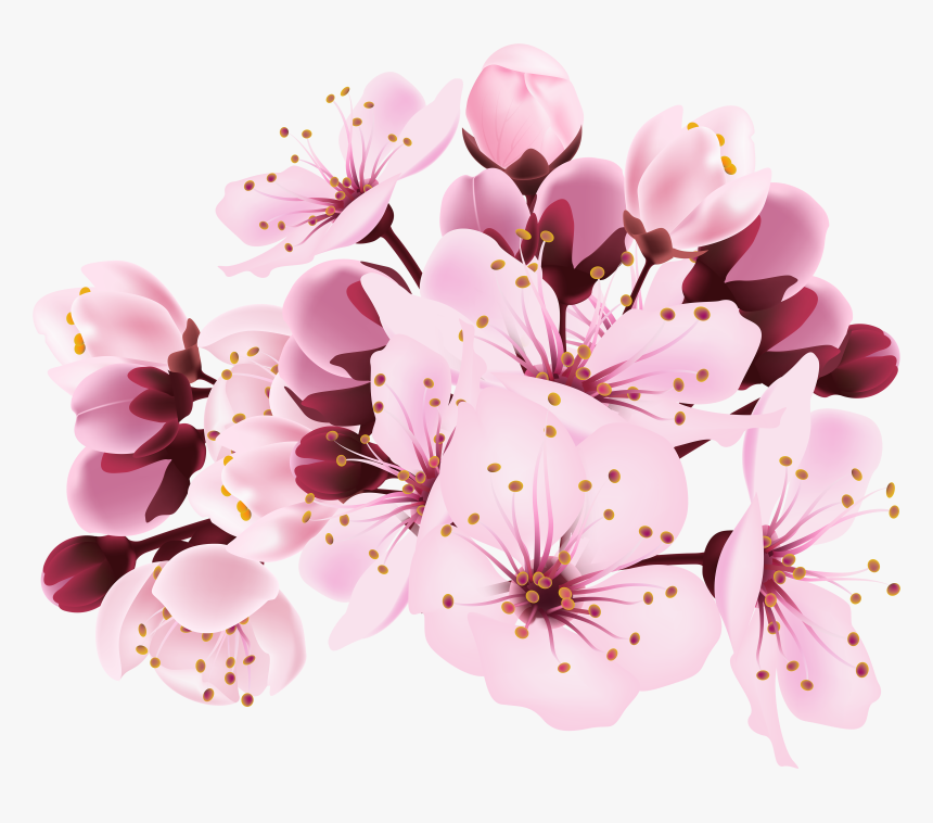 Flor Bonita Rosa 13 - Transparent Background Cherry Blossom Clip Art, HD Png Download, Free Download