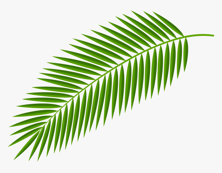 Palm Branch Clip Art Palm Trees Palm-leaf Manuscript - Palm Tree Leaf Png, Transparent Png, Free Download