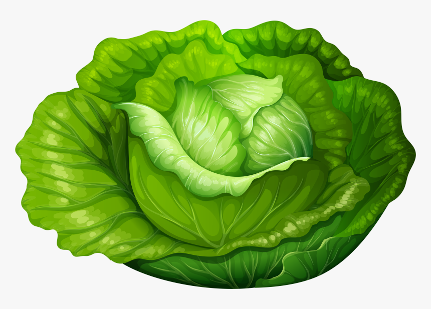 Transparent Salad Clip Art - Lettuce Clipart, HD Png Download, Free Download