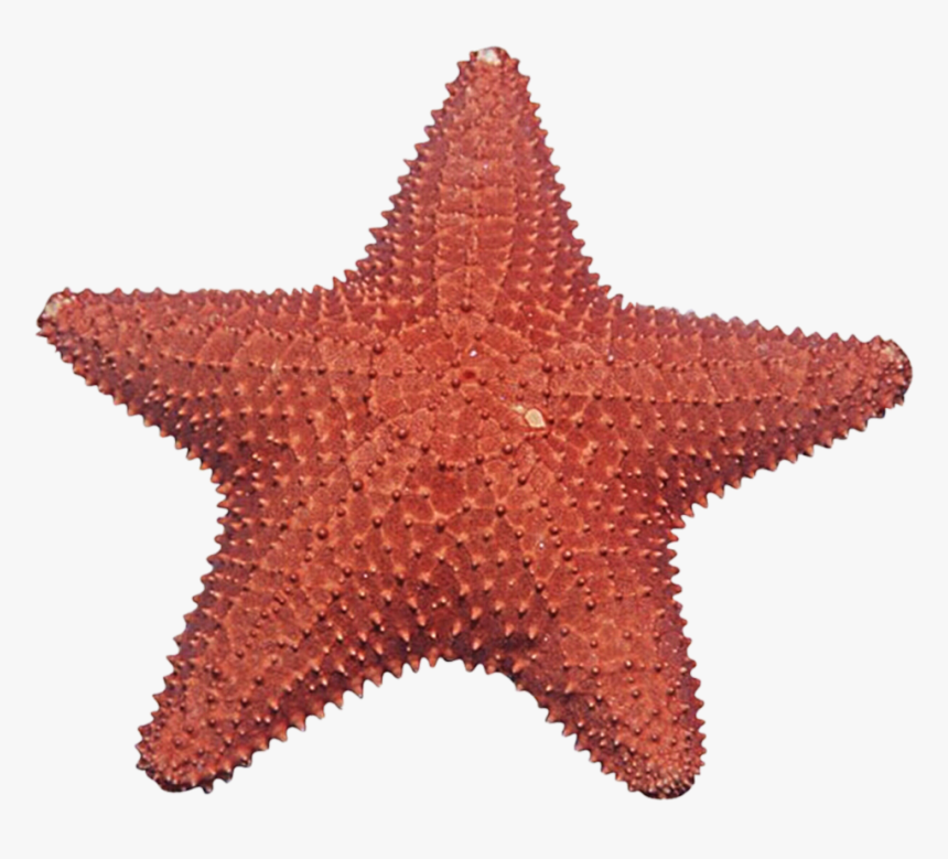 Starfish .png, Transparent Png, Free Download