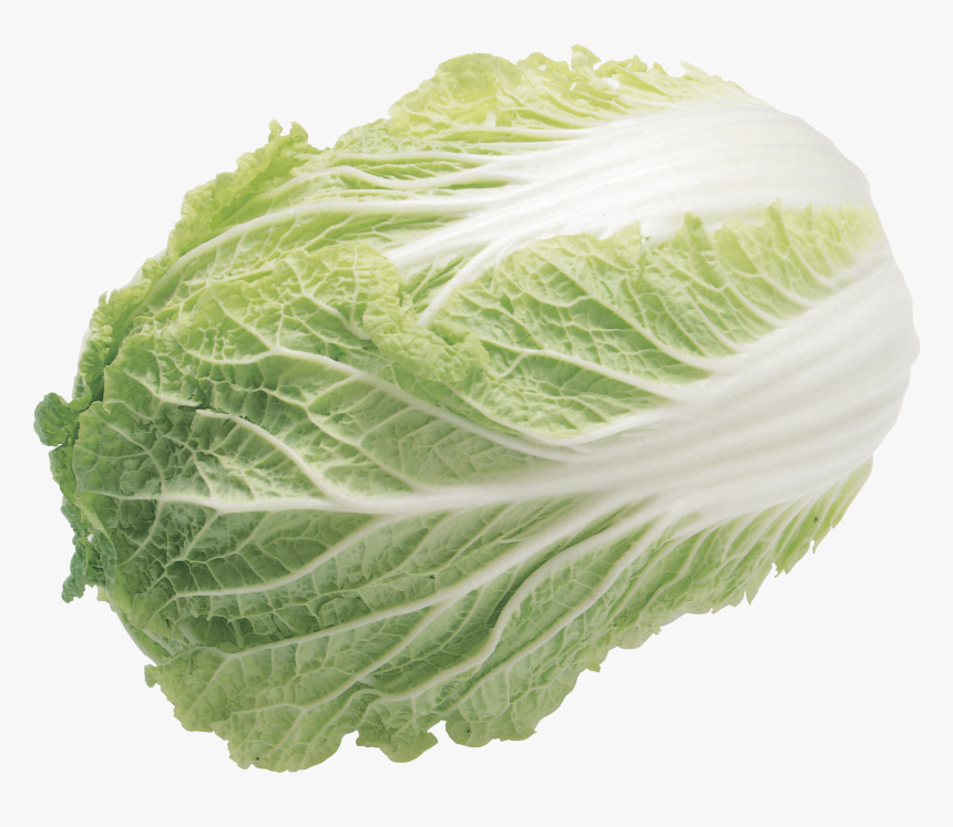 Lettuce Salad - Iceberg Lettuce Transparent Background, HD Png Download, Free Download