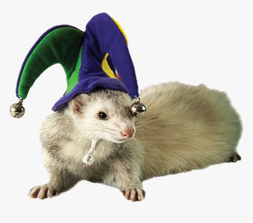 Ferret In A Jester Hat, HD Png Download, Free Download