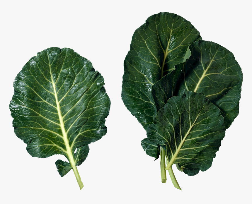 Salad Png Images Free - Mustard Greens And Collard Greens, Transparent Png, Free Download