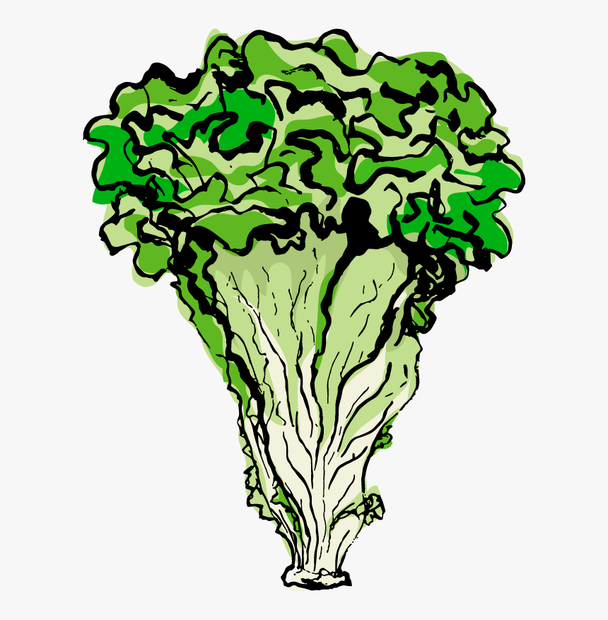 Lettuce Clipart , Png Download, Transparent Png, Free Download