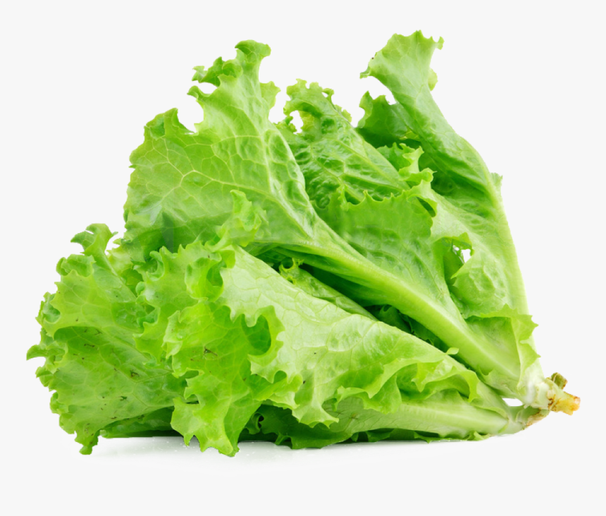 Transparent Lettuce Leaf Clipart - Transparent Salad Leaf Png, Png Download, Free Download
