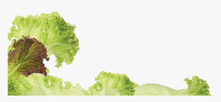 Photos Romaine Lettuce- - Romaine Lettuce, HD Png Download, Free Download