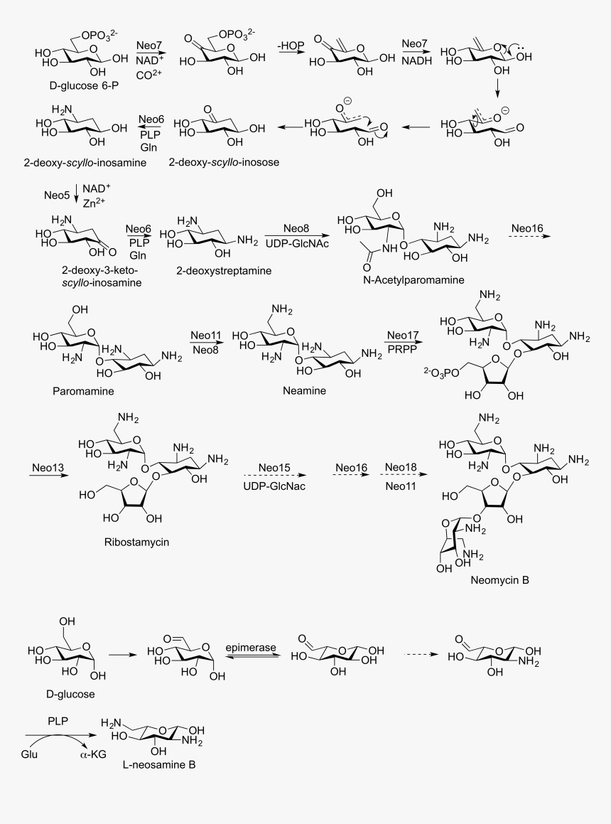 Neomycin B - Neomycin Sulfate Synthesis, HD Png Download, Free Download