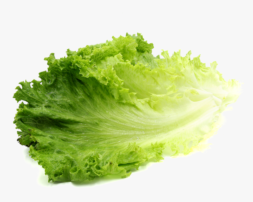 Clip Art Lettuce Png - Lettuces Png, Transparent Png, Free Download