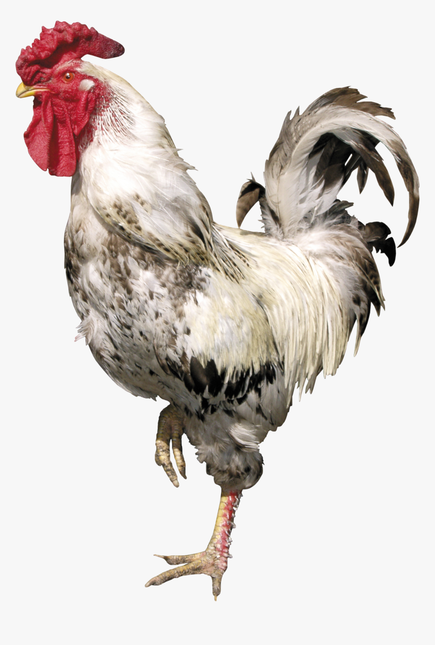 Cock Png - Cock Transparent, Png Download, Free Download