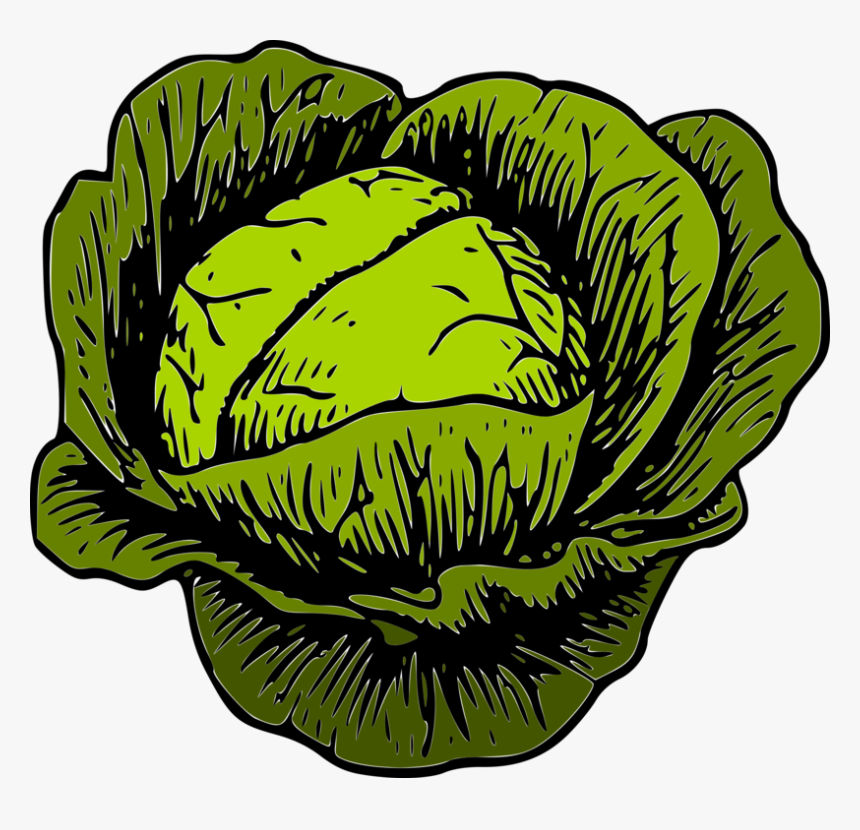 Plant,leaf,tree - Clipart Of Cabbage, HD Png Download, Free Download