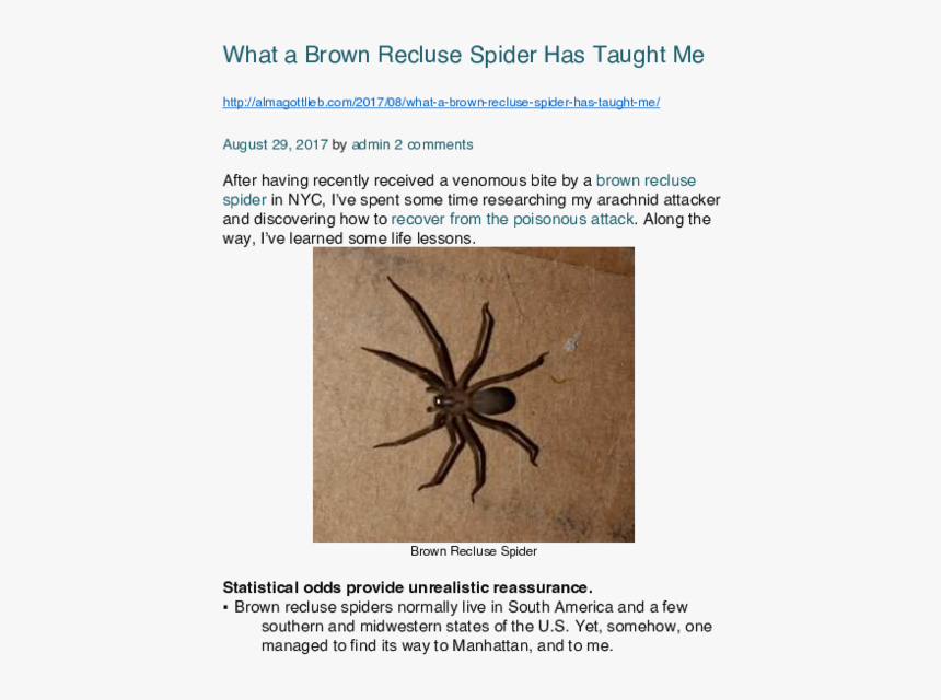 Wolf Spider, HD Png Download, Free Download